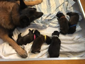 Tired mom and pups - 4 days old